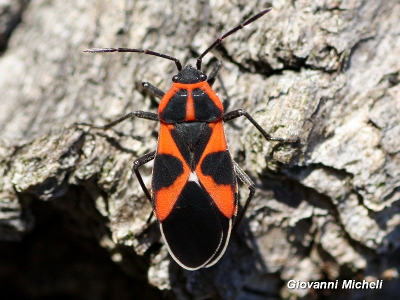 Lygaeidae: Tropidothorax leucopterus